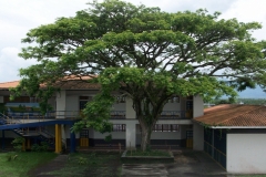 Árbol-Pedacito-Cielo
